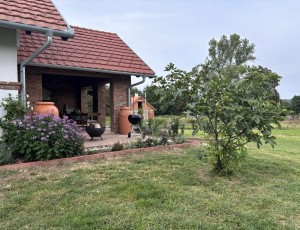 kosbor verbena kulso
